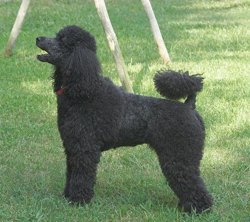 https://images.dog.ceo/breeds/poodle-standard/n02113799_3978.jpg