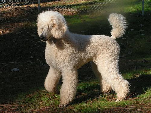 https://images.dog.ceo/breeds/poodle-standard/n02113799_4143.jpg