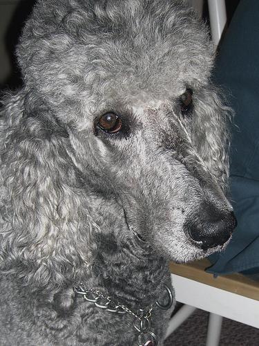 https://images.dog.ceo/breeds/poodle-standard/n02113799_4248.jpg