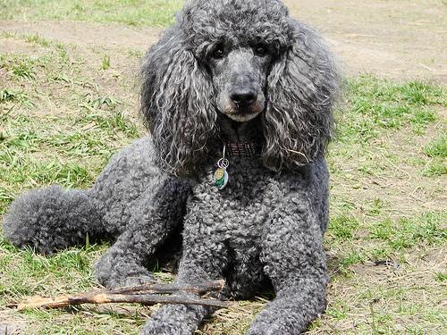 https://images.dog.ceo/breeds/poodle-standard/n02113799_447.jpg