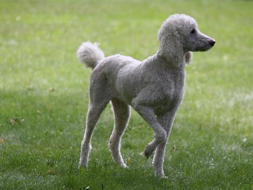 https://images.dog.ceo/breeds/poodle-standard/n02113799_448.jpg