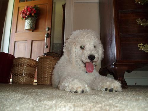 https://images.dog.ceo/breeds/poodle-standard/n02113799_4499.jpg