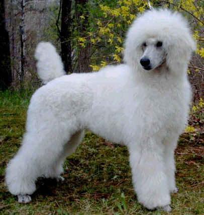 https://images.dog.ceo/breeds/poodle-standard/n02113799_4557.jpg