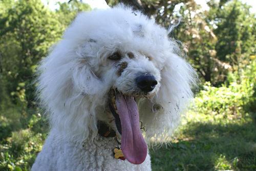 https://images.dog.ceo/breeds/poodle-standard/n02113799_4740.jpg