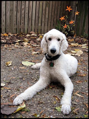 https://images.dog.ceo/breeds/poodle-standard/n02113799_489.jpg