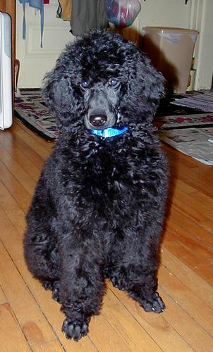 https://images.dog.ceo/breeds/poodle-standard/n02113799_5009.jpg