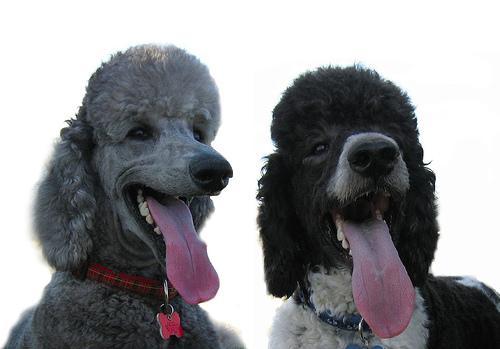 https://images.dog.ceo/breeds/poodle-standard/n02113799_5075.jpg