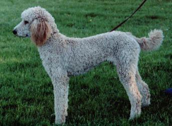 https://images.dog.ceo/breeds/poodle-standard/n02113799_5157.jpg