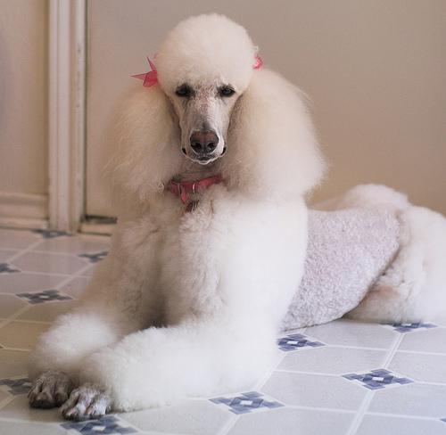 https://images.dog.ceo/breeds/poodle-standard/n02113799_5267.jpg