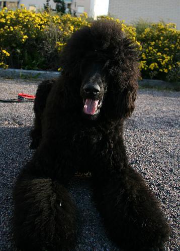 https://images.dog.ceo/breeds/poodle-standard/n02113799_5600.jpg