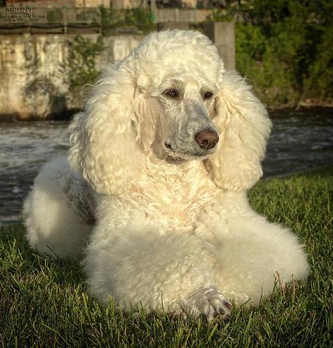 https://images.dog.ceo/breeds/poodle-standard/n02113799_589.jpg