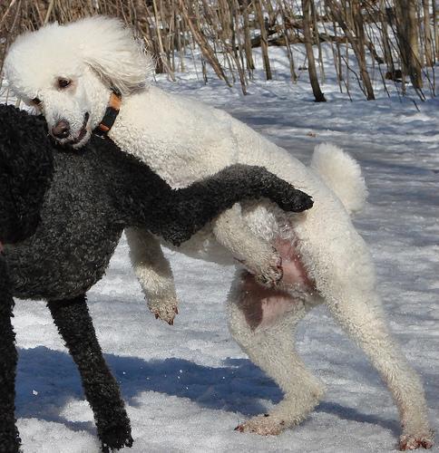 https://images.dog.ceo/breeds/poodle-standard/n02113799_5973.jpg