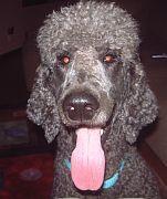 https://images.dog.ceo/breeds/poodle-standard/n02113799_5986.jpg