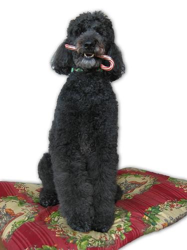 https://images.dog.ceo/breeds/poodle-standard/n02113799_6116.jpg