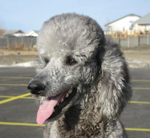 https://images.dog.ceo/breeds/poodle-standard/n02113799_6304.jpg