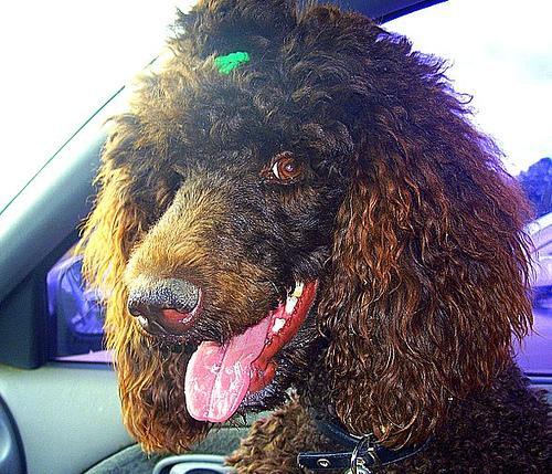 https://images.dog.ceo/breeds/poodle-standard/n02113799_6382.jpg