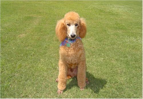 https://images.dog.ceo/breeds/poodle-standard/n02113799_6448.jpg