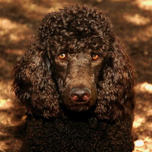 https://images.dog.ceo/breeds/poodle-standard/n02113799_6819.jpg