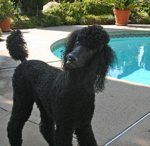 https://images.dog.ceo/breeds/poodle-standard/n02113799_6891.jpg