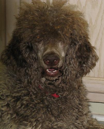 https://images.dog.ceo/breeds/poodle-standard/n02113799_6984.jpg