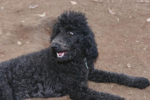 https://images.dog.ceo/breeds/poodle-standard/n02113799_7121.jpg