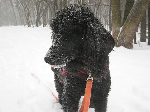 https://images.dog.ceo/breeds/poodle-standard/n02113799_7299.jpg