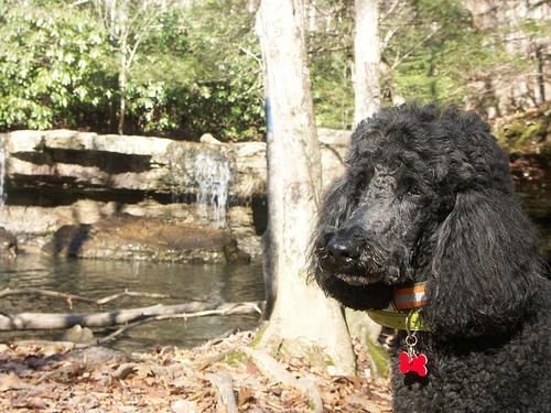 https://images.dog.ceo/breeds/poodle-standard/n02113799_7448.jpg