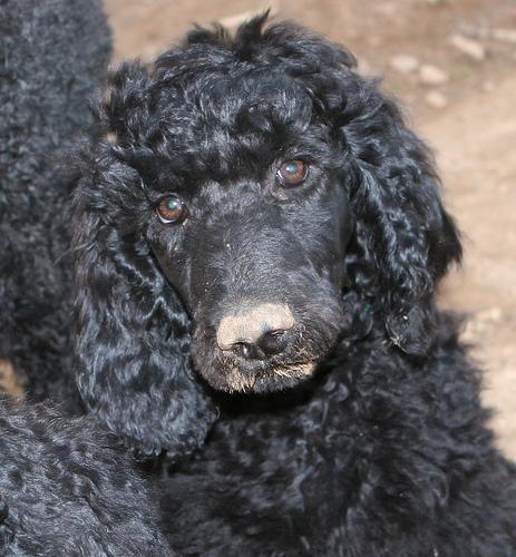 https://images.dog.ceo/breeds/poodle-standard/n02113799_7649.jpg