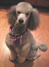 https://images.dog.ceo/breeds/poodle-standard/n02113799_815.jpg