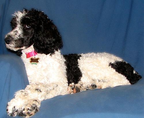 https://images.dog.ceo/breeds/poodle-standard/n02113799_871.jpg