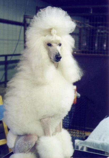 https://images.dog.ceo/breeds/poodle-standard/n02113799_895.jpg