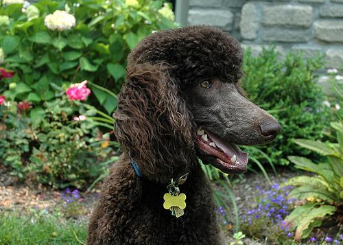 https://images.dog.ceo/breeds/poodle-standard/n02113799_923.jpg