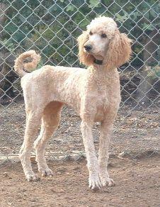 https://images.dog.ceo/breeds/poodle-standard/n02113799_961.jpg