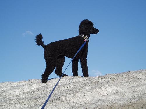 https://images.dog.ceo/breeds/poodle-standard/n02113799_963.jpg