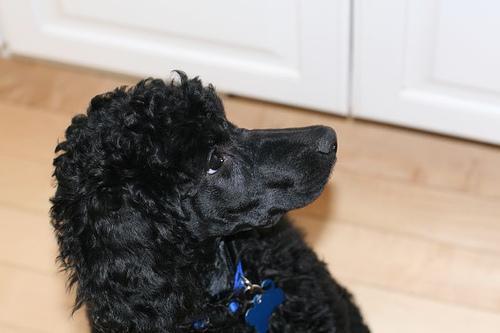 https://images.dog.ceo/breeds/poodle-standard/n02113799_983.jpg