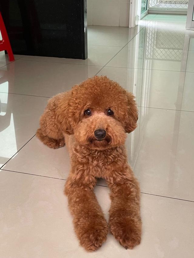 https://images.dog.ceo/breeds/poodle-toy/Cookie.jpg