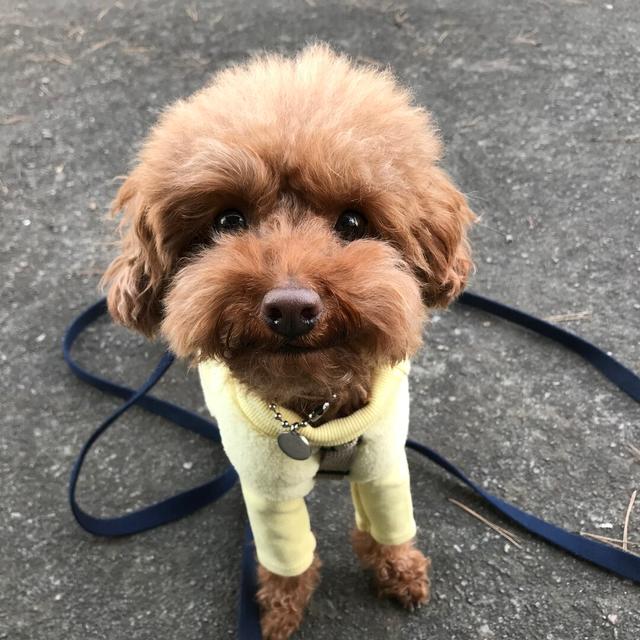 https://images.dog.ceo/breeds/poodle-toy/boogie2.jpg