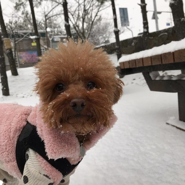 https://images.dog.ceo/breeds/poodle-toy/boogie_with_snow.jpg