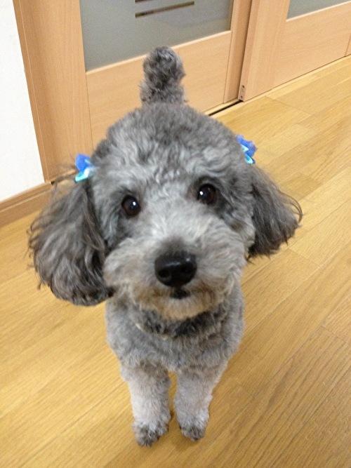 https://images.dog.ceo/breeds/poodle-toy/koro.jpg