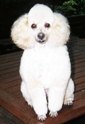 https://images.dog.ceo/breeds/poodle-toy/n02113624_1077.jpg