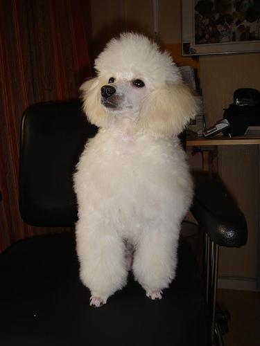 https://images.dog.ceo/breeds/poodle-toy/n02113624_1220.jpg