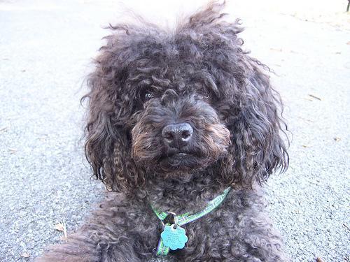 https://images.dog.ceo/breeds/poodle-toy/n02113624_1576.jpg