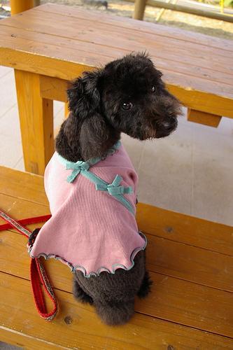 https://images.dog.ceo/breeds/poodle-toy/n02113624_2305.jpg