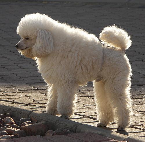 https://images.dog.ceo/breeds/poodle-toy/n02113624_2308.jpg