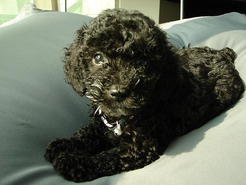 https://images.dog.ceo/breeds/poodle-toy/n02113624_2311.jpg