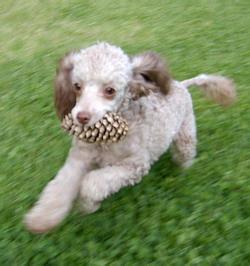 https://images.dog.ceo/breeds/poodle-toy/n02113624_2427.jpg