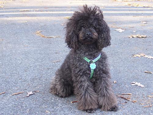 https://images.dog.ceo/breeds/poodle-toy/n02113624_2508.jpg