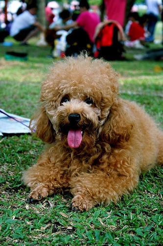 https://images.dog.ceo/breeds/poodle-toy/n02113624_2609.jpg