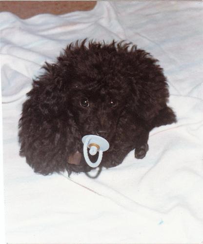 https://images.dog.ceo/breeds/poodle-toy/n02113624_2816.jpg