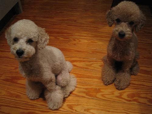 https://images.dog.ceo/breeds/poodle-toy/n02113624_3061.jpg